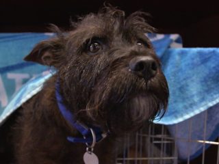 Paul O'Grady For The Love of Dogs - Milly